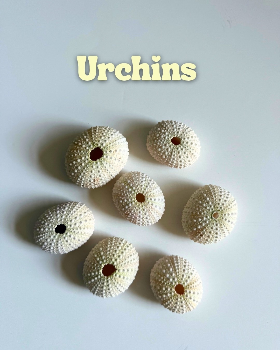 Urchins for hermit crab enrichment