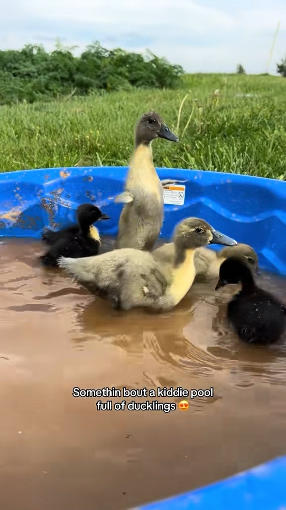 Duckling pool until they’re big enough to be in the pond!

#LTKHome #LTKmomlife #LTKdayinmylife