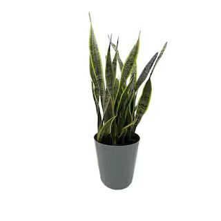 EVERBLOOM GROWERS, INC. 10 in. Snake Plant Sansevieria Plant Grower's Choice in Deco Pot 10SANS -... | The Home Depot