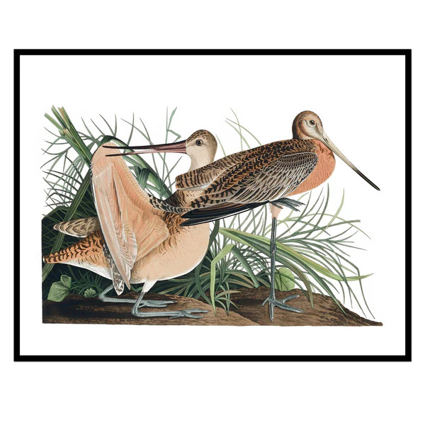 Vintage Two Sea Hens | Urban Garden Prints