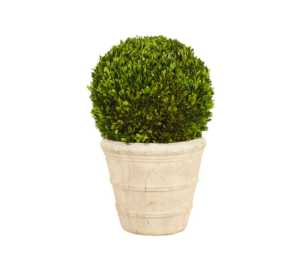 Live Preserved Boxwood Ball Topiary Tree | Pottery Barn (US)