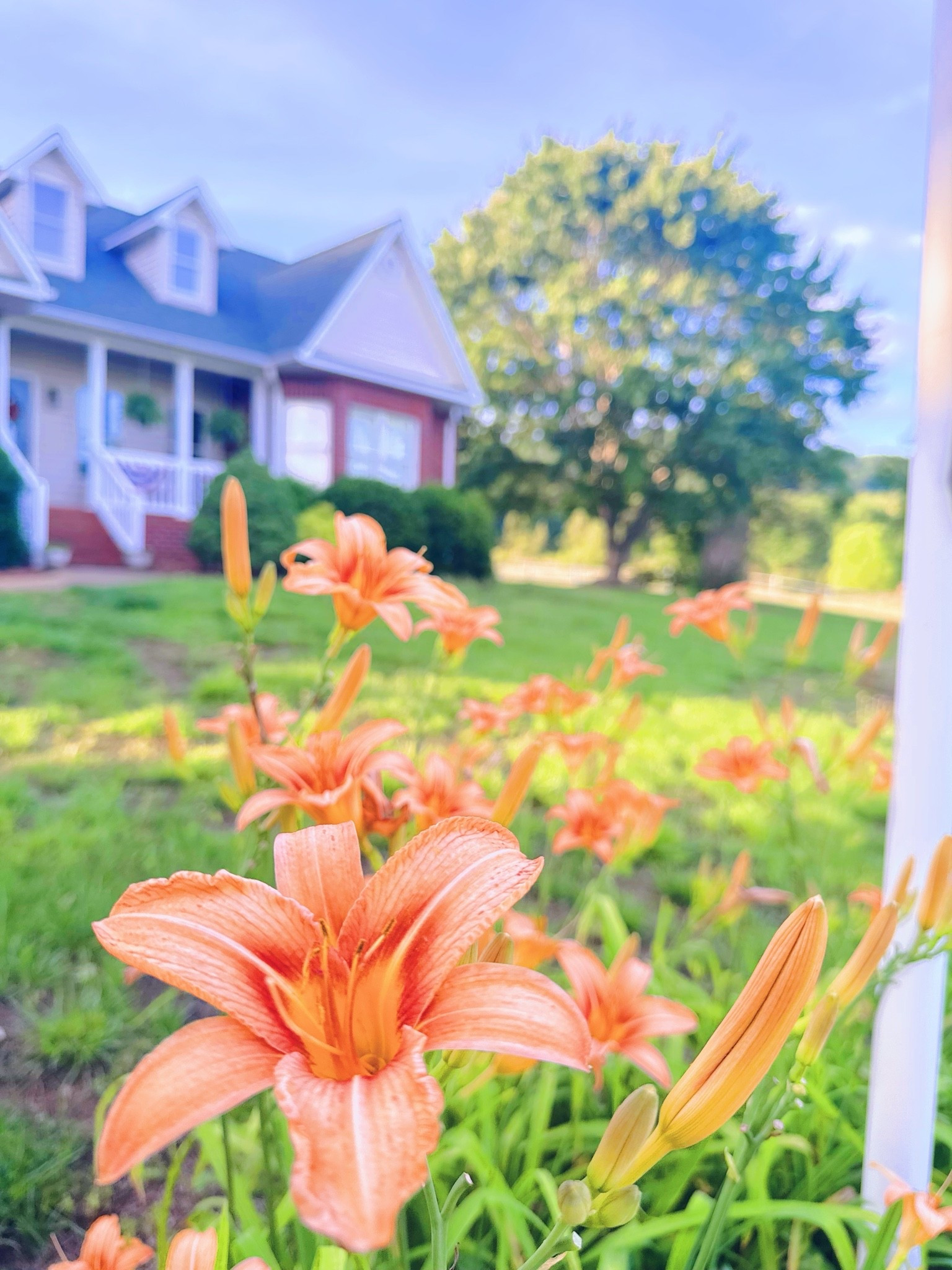 Come with me to pick some fresh flowers 🧡 straight from the farm 🌸 So many gorgeous orange blooms all over the property and it just makes me so happy 🤗 to fill my home 🏡 with vases 🫙 upon vases 🏺 of homegrown flowers!!! 💐 #farmhouseonthehill #homegrownflowers 

And then spent the rest of yesterday evening out on the land hitting golf balls ⛳️ and someone sure was excited to use his brand new golf clubs 🩶 he got for his birthday 🎂 - look at Judson go!! 😍💨 #gobuddygo 

I’ll never get over that this is my front yard 🥹 - what a gift from God this sacred farm sweet farm is!! To plant our roots 🌱 down deep and raise our babies 👶🏼 the way we always dreamed of!! 💭 God is in the details, my friends!! 🙌🏽 And having beautiful homegrown flowers 💐 to pick every season 📆 here on the farm 🚜 (thanks to those before us who planted them 🫶🏽) is such a sweet gift 💝- because He knows how much I LOVE flowers!!! 🌼🌸 #immeasurablymore #ourdreamfarm