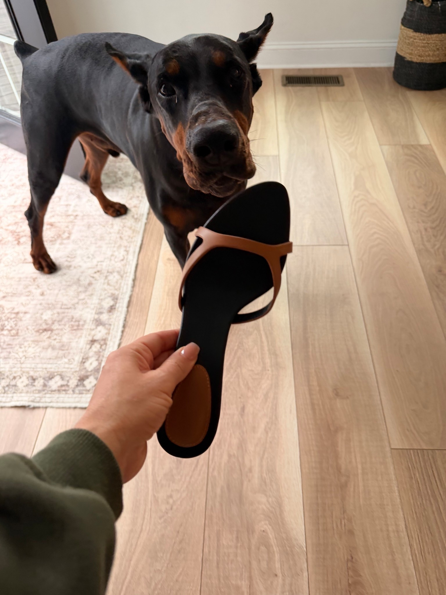 Heel colors approved by Niko 🖤🤎

#LTKootd #LTKSeasonal #LTKdayinmylife