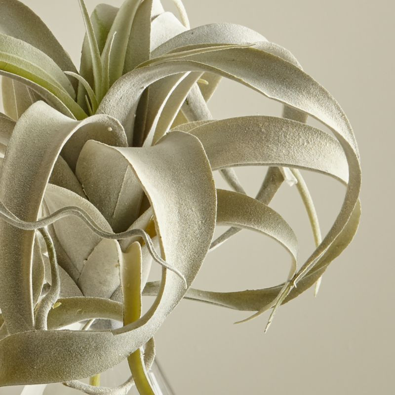 Artificial/Faux Air Plant + Reviews | Crate & Barrel | Crate & Barrel
