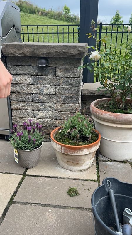 Patio planters and pots!

I use garden lime and water to limewash my terracotta pots. Highly recommend!


Amazon home, Walmart finds, Lowes, Amazon finds, amber interiors, studio McGee, aged pots, patio planter, patio roundup

#LTKVideo #LTKSaleAlert #LTKHome