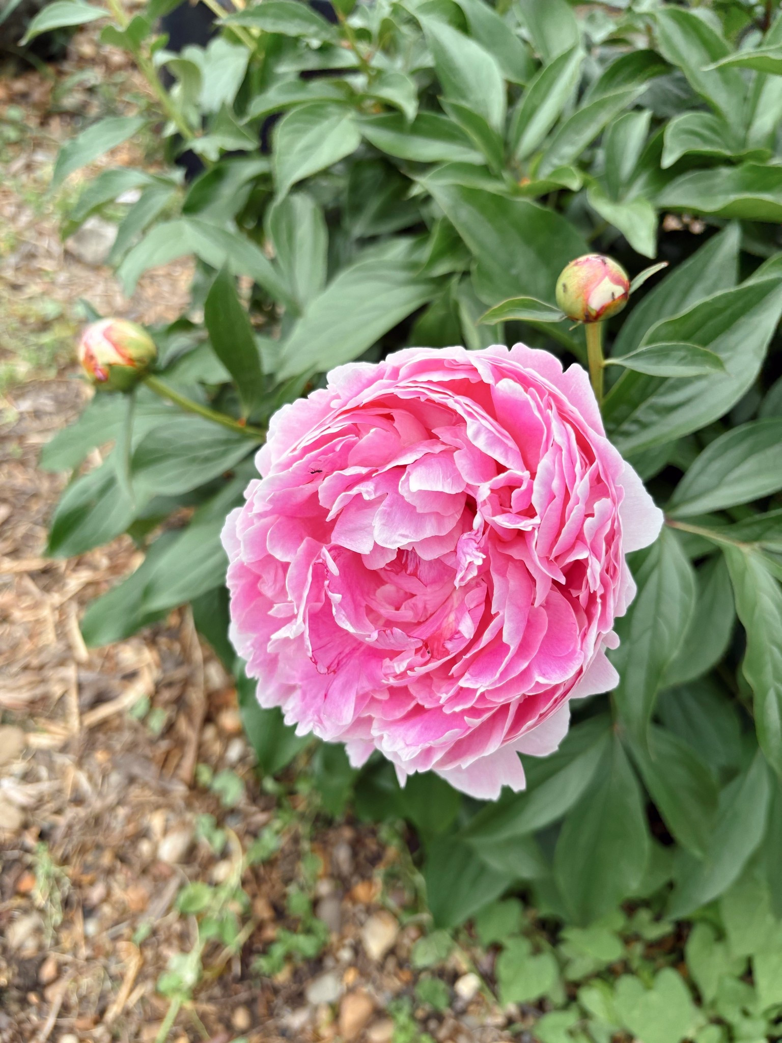 my peony’s are blooming 🌸🪷 my favorite floral! ✨

#LTKmomlife #LTKSeasonal #LTKdayinmylife