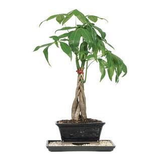 Braided Money Tree Bonsai Tree Indoor Plant in Ceramic Bonsai Pot Container, 4-Years Old, 10 to 14 in. | The Home Depot