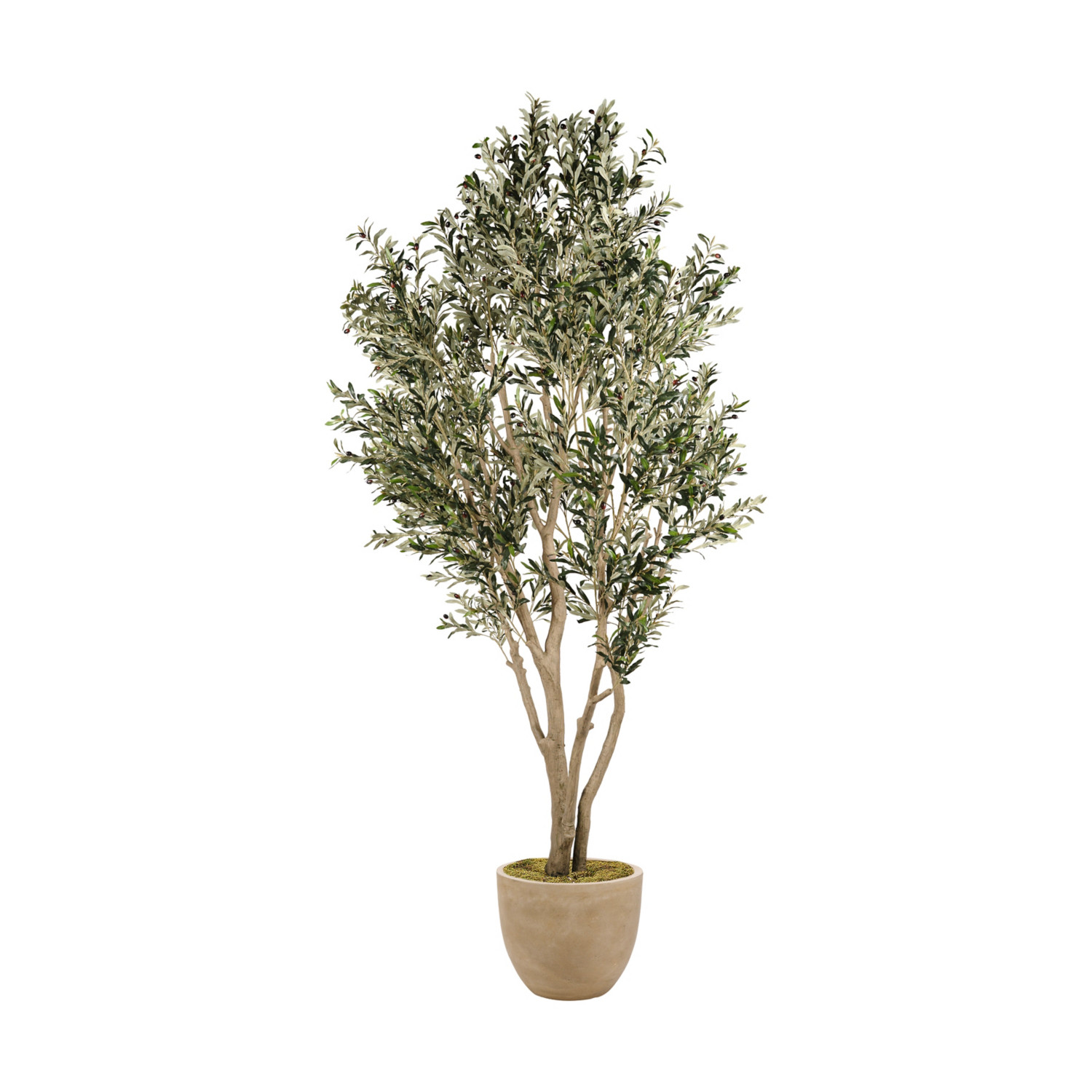 Ashley Luxe Olive Tree - 10' | Ashley Homestore