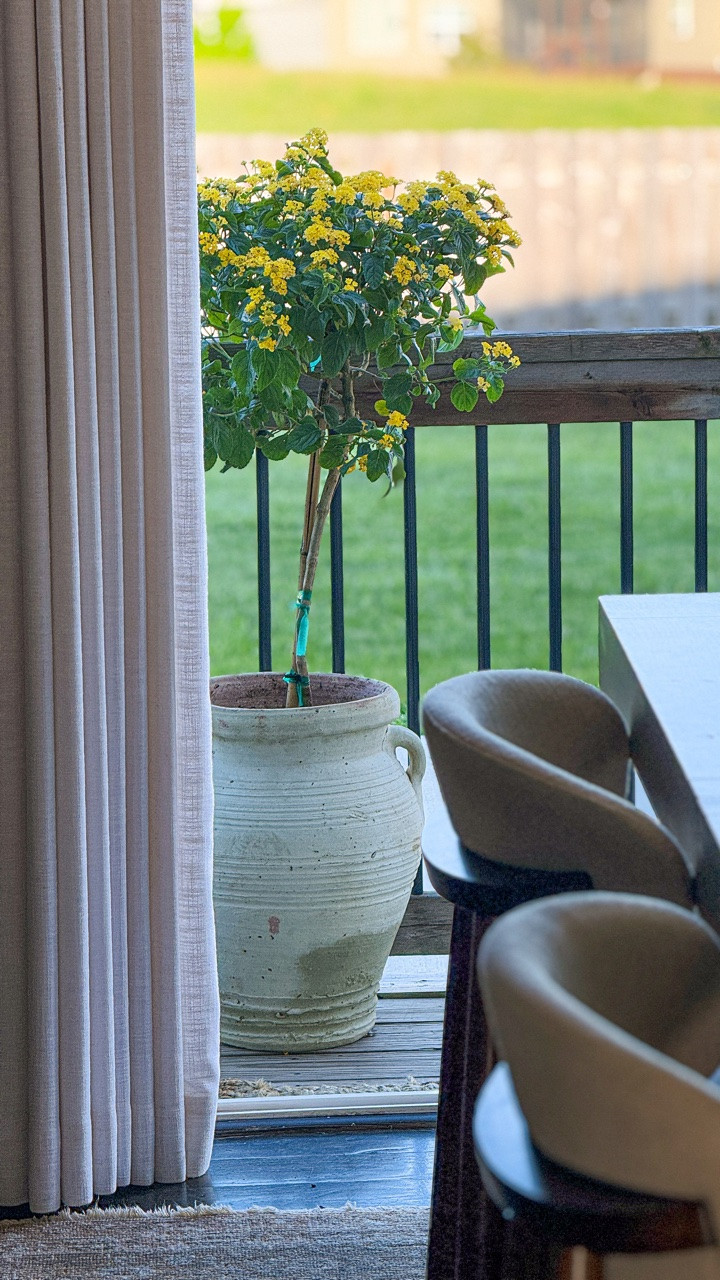 My kind of Sunday. Nursery visit and I found the perfect topiary little tree to add a seasonal pop of color to our backyard and fits just perfect in this unique pot I found a few weeks ago at #homegoods 💛🌿 This is a Lantana Tree, a perfect topiary pot tree or landscaping focal point. 

Home decor || gardening || home interiors || summer decor || outdoor decor ||