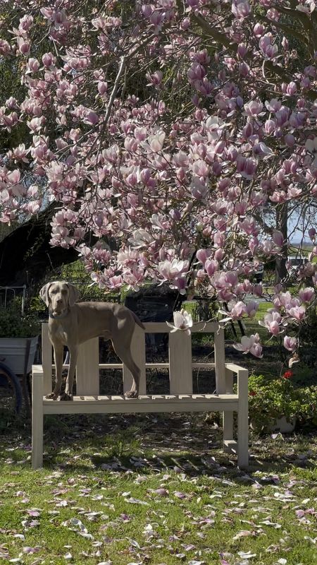 Best wood bench. Trending outdoor bench. Modern outdoor bench. Best wooden bench. Patio bench. Pottery Barn finds. Pottery Barn outdoor furniture. 💖