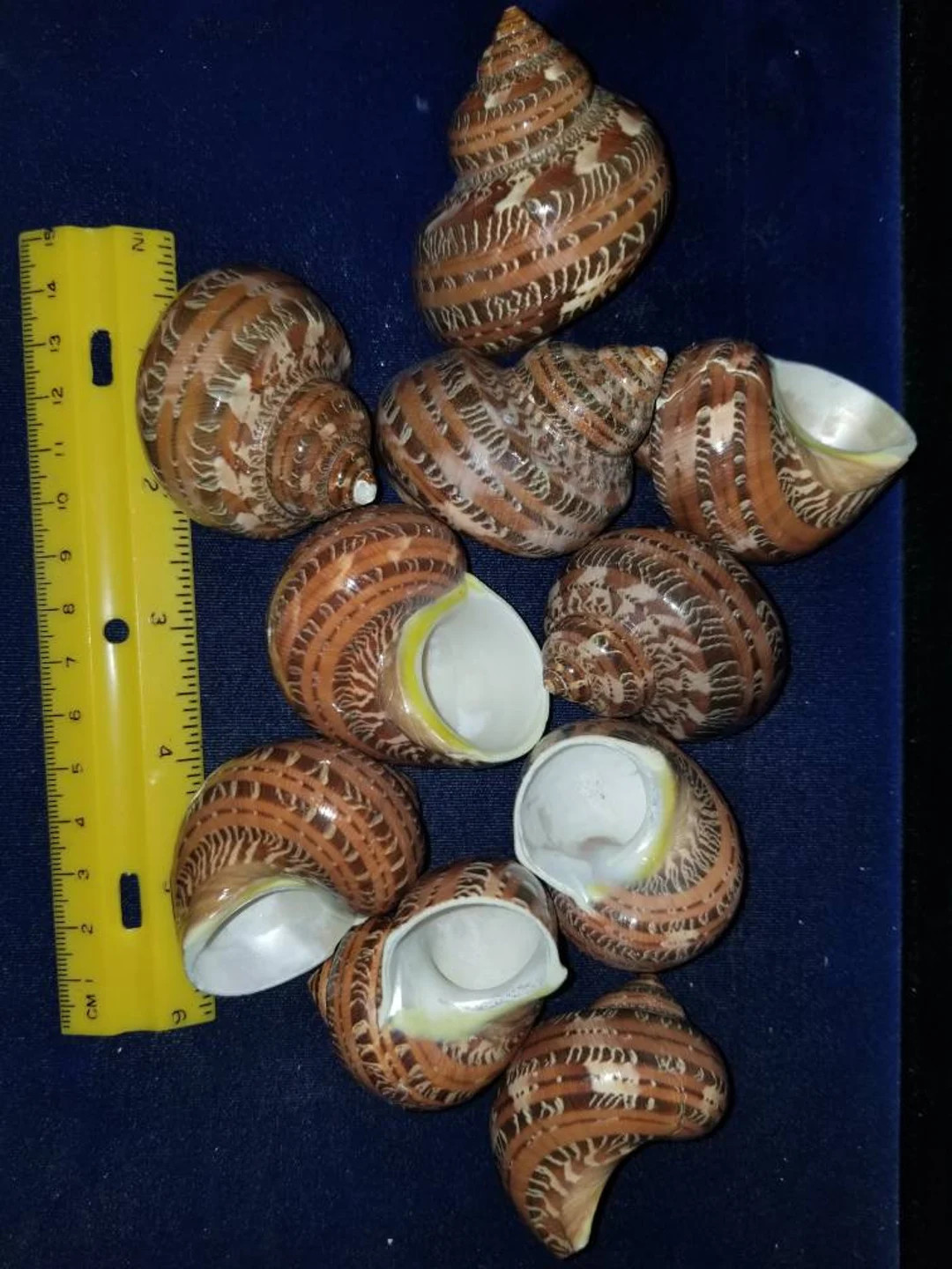 Tapestry Turbo Hermit Crab 1 1/16 - 1 1/4 Opening Set of 10 - Etsy | Etsy (US)