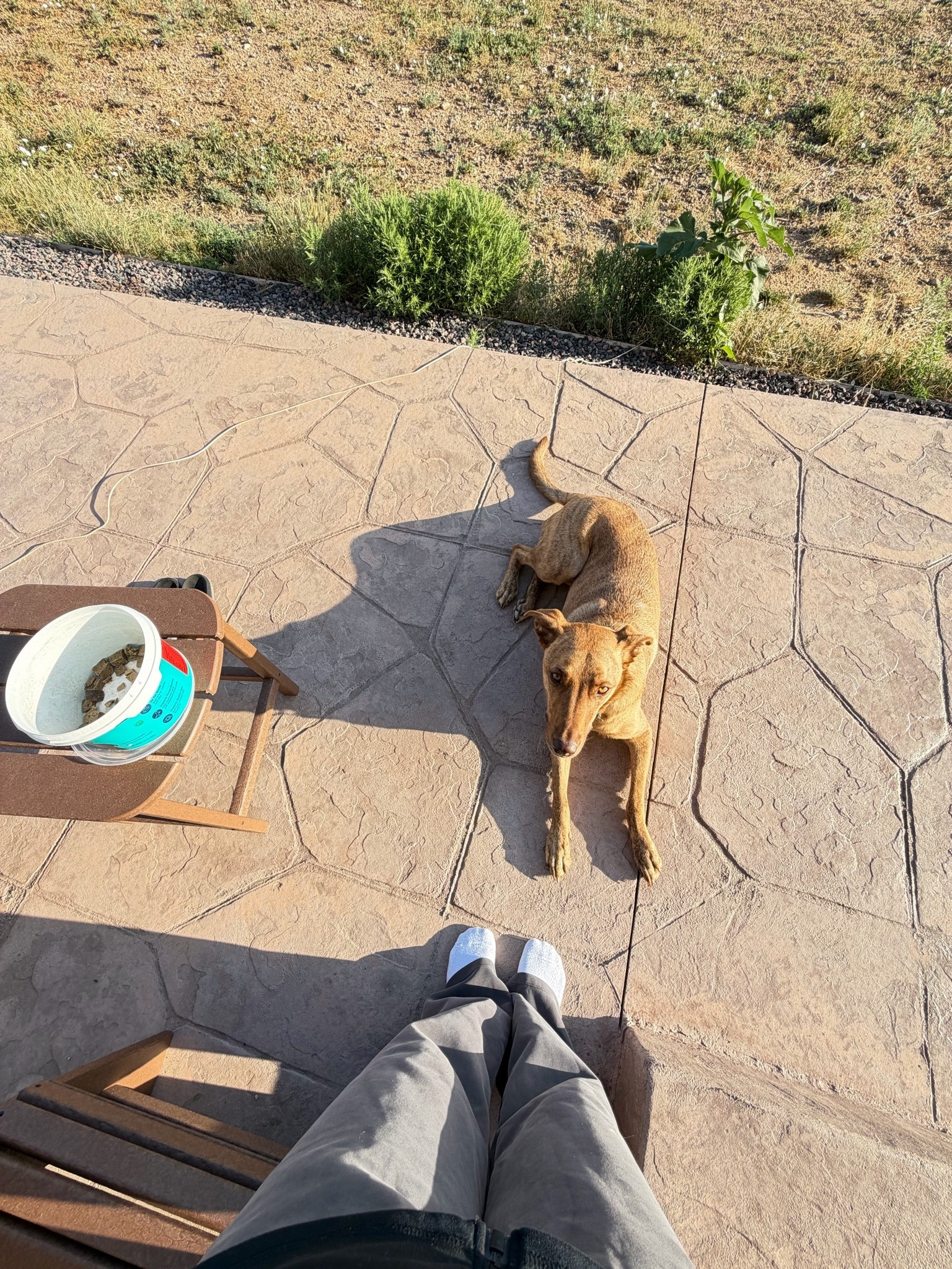 Our go to training treats for both pups. 🐶

#LTKdayinmylife #LTKfitnessgoals #LTKHome