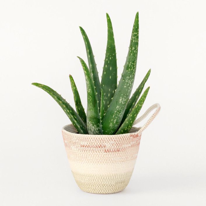 Desert Flower Small Rope Plant Holder | Minted