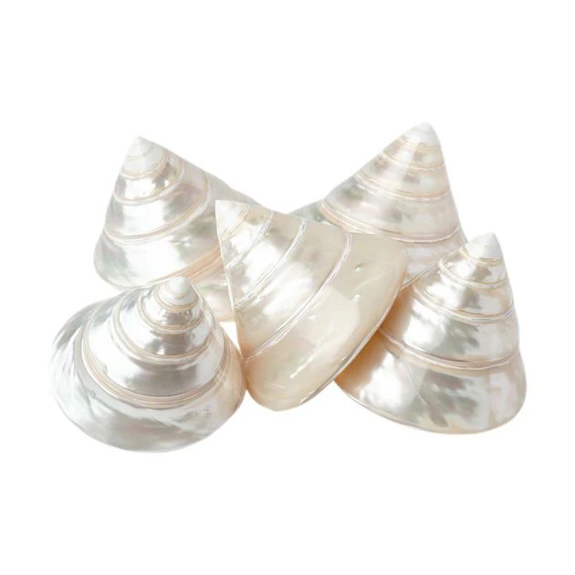 Pearlized Spiral Top Shell Set | Cailini Coastal
