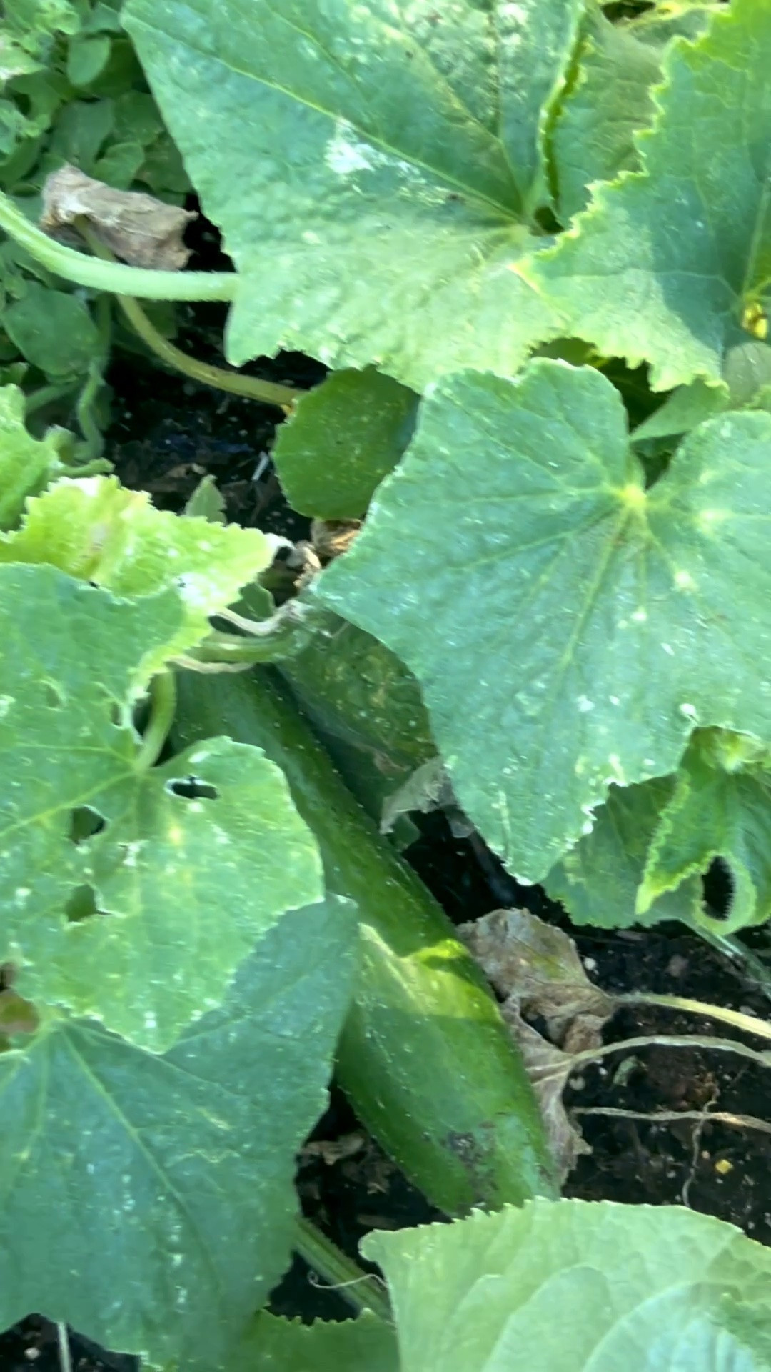 The cucumbers in my raised vegetable garden bed from @Wayfair are doing great! In addition to this garden bed I have another bed (parallel to it) that has bell peppers, basil, cherry tomatoes and more! I just planted bush bean seeds and can’t wait to see how well they do! It’s such a great feeling being able to go out my back door and get fresh veggies! ❤️

#LTKdayinmylife #LTKHome #LTKSeasonal