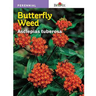 Butterfly Weed Asclepias Seed | The Home Depot