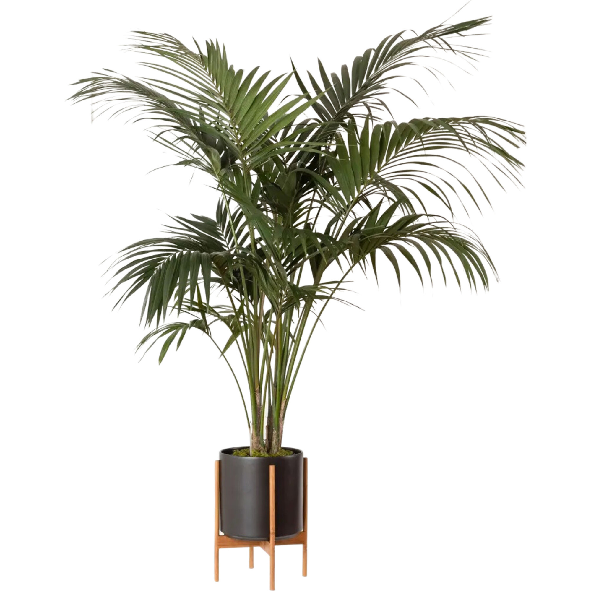 Kentia Palm, Black Mid-Century Ceramic with Dark Wood Stand | Maisonette