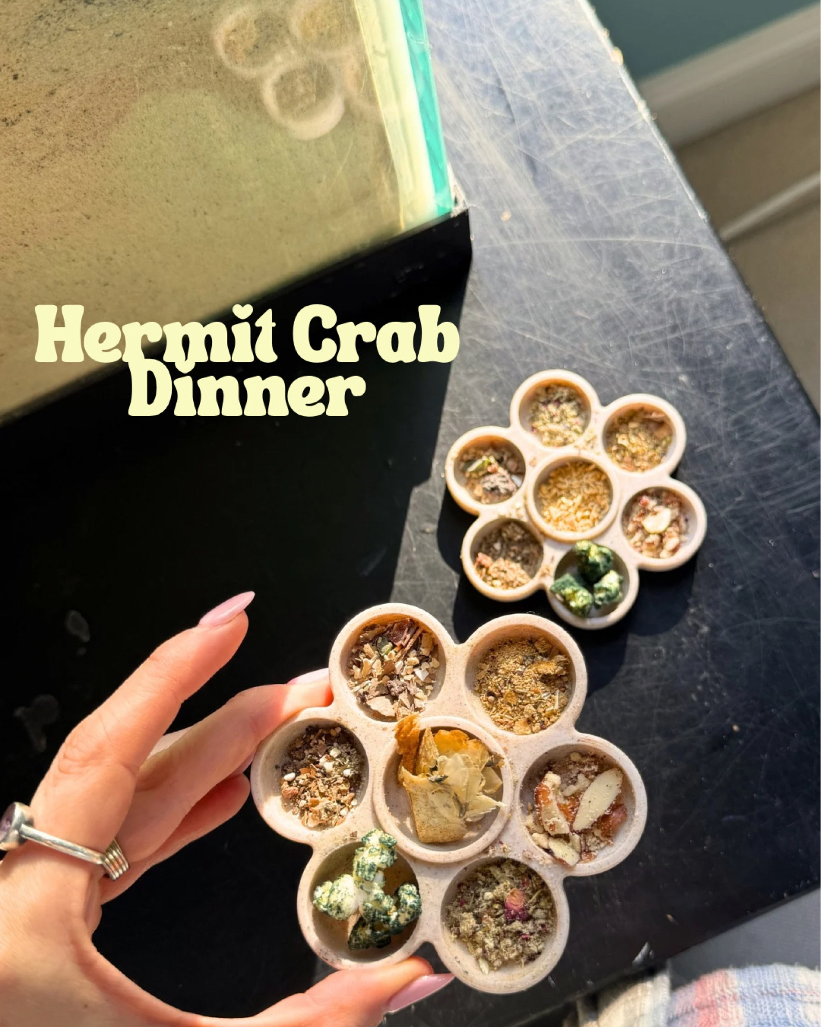 Hermit crab food for dinner 