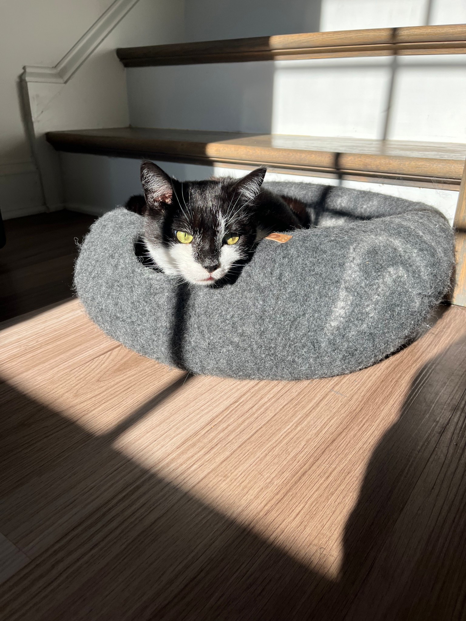 Wool cat caves are a must!

#LTKHome #LTKGiftGuide