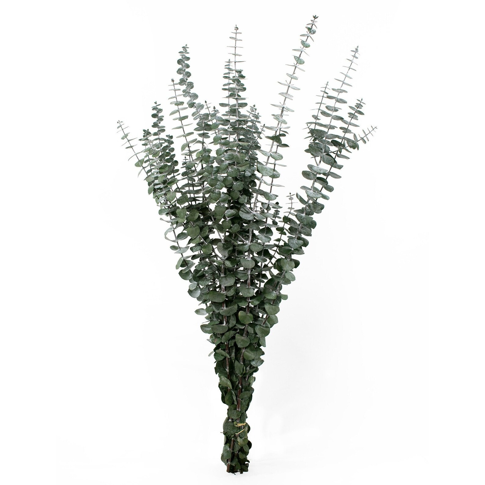 Baby Eucalyptus Preserved - 1 lb | Etsy (US)