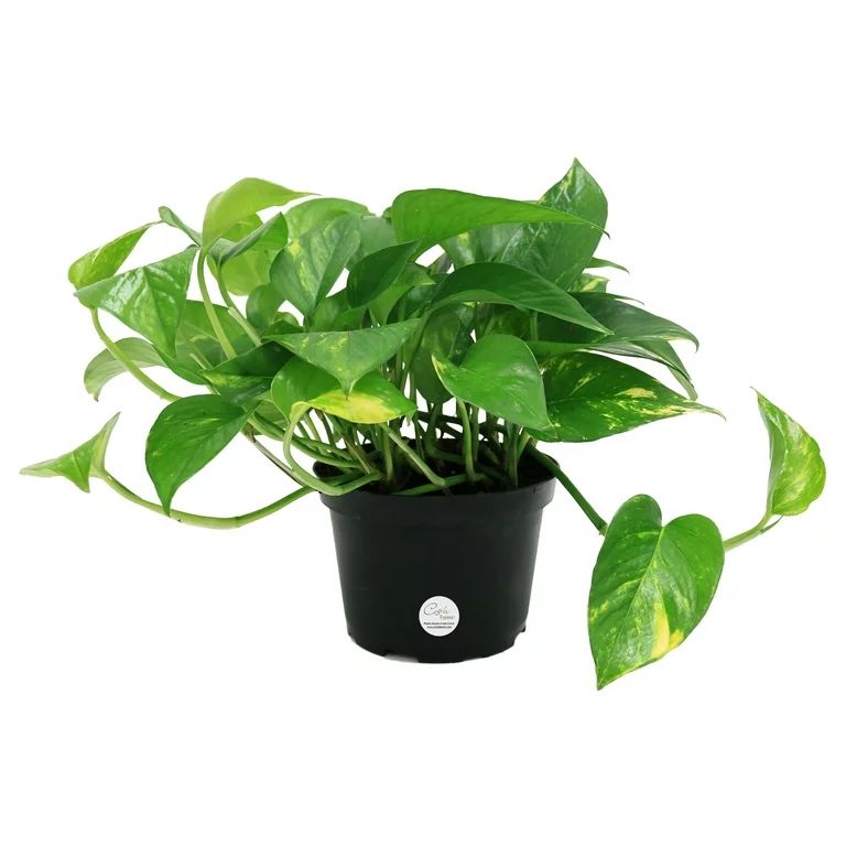 Costa Farms  Live Indoor 10in. Tall Green Devil's Ivy Pothos; Medium, Indirect Light Plant in 6in... | Walmart (US)