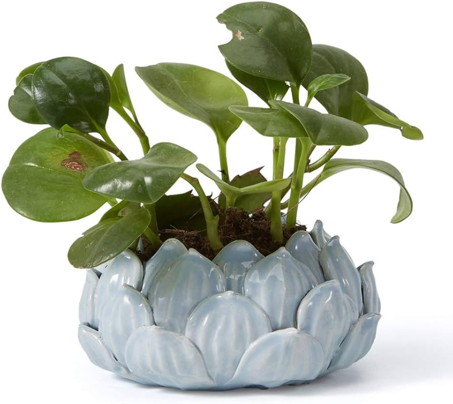 SEINHIJO Indoor Planter Ceramic Pot Flower Gifts Succulent Cacuts Decor Modern Arts Blue 7.1inch | Amazon (US)
