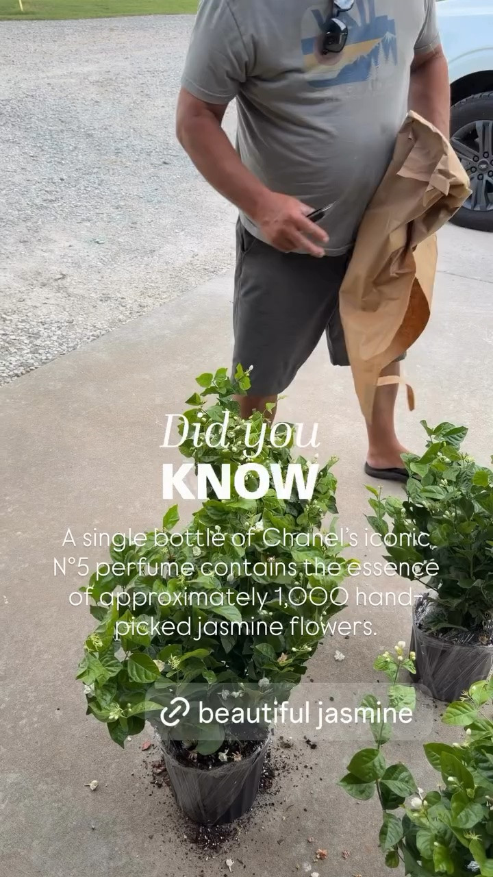 We watched a documentary on 60 minutes about how Chanel N°5 is made and I went on a mission to find jasmine! This is beautiful

#LTKOver40 #LTKHome