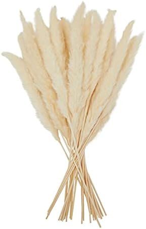 White Pompass Grass Branches for Vase, Modern Home Decor (17 in, 30 Pack) | Amazon (US)