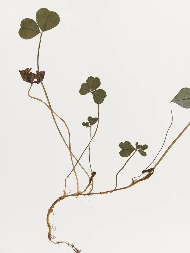 Real Four Leaf Clover 11x14 Framed Herbarium Specimen Art | Etsy | Etsy (US)
