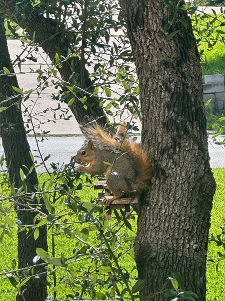 A squirrel picnic table is a must! Our squirrels love eating their corn on the picnic table, especially in the summer! 

Walmart home

#LTKFamily #LTKSeasonal #LTKHome