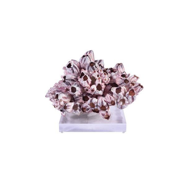 Barnacle Coral 10 | Scout & Nimble