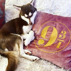 HARRY POTTER™ Platform 9 3/4™ Pillow Cover | Pottery Barn Teen