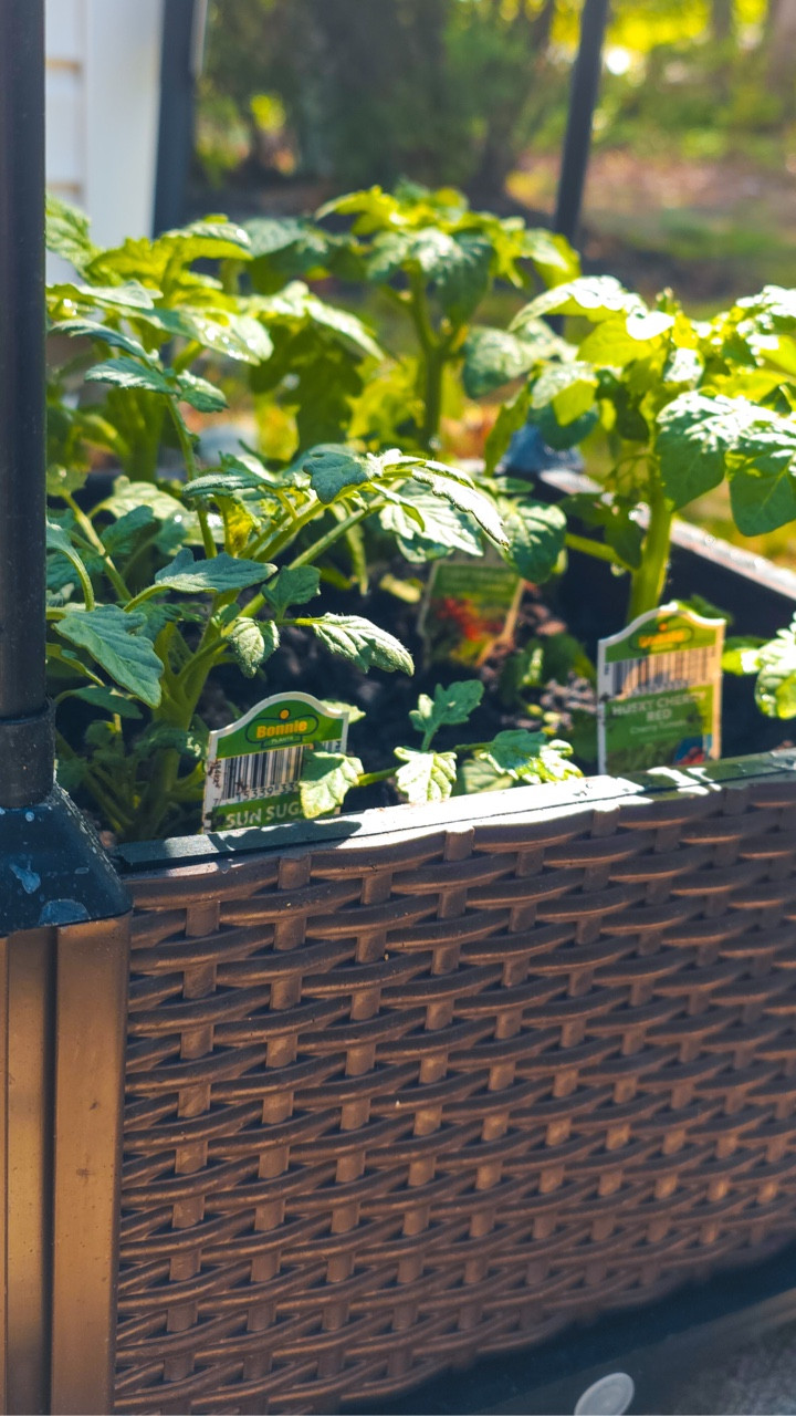 I got this self-watering tomato planter with trellis and I'm OBSESSED. It's compact, it waters itself (busy girl approved) and took me literally zero tools to set up. 

Growing my tomatoes on my patio for the first time and I'm not taking questions 😅

Comment PLANTS and I'll send you the link 

#garden_styles #shopltk #girlswhogarden #gardeningera #blackwomengarden

#LTKSaleAlert #LTKU #LTKmomlife