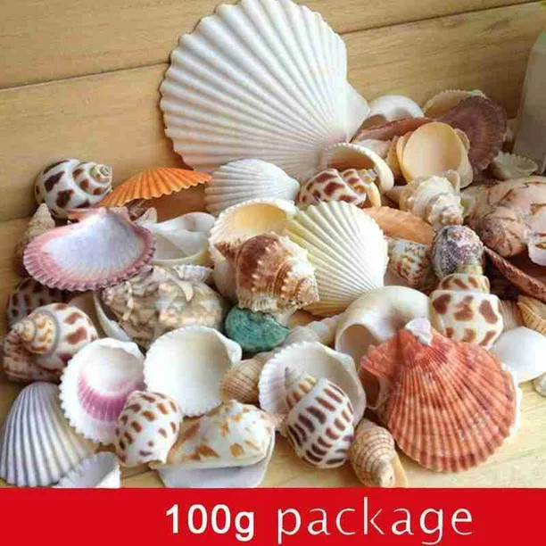 Aquarium Beach Nautical Diy Shells Mixed Bulk Approx 100g Sea Shell | Walmart (US)