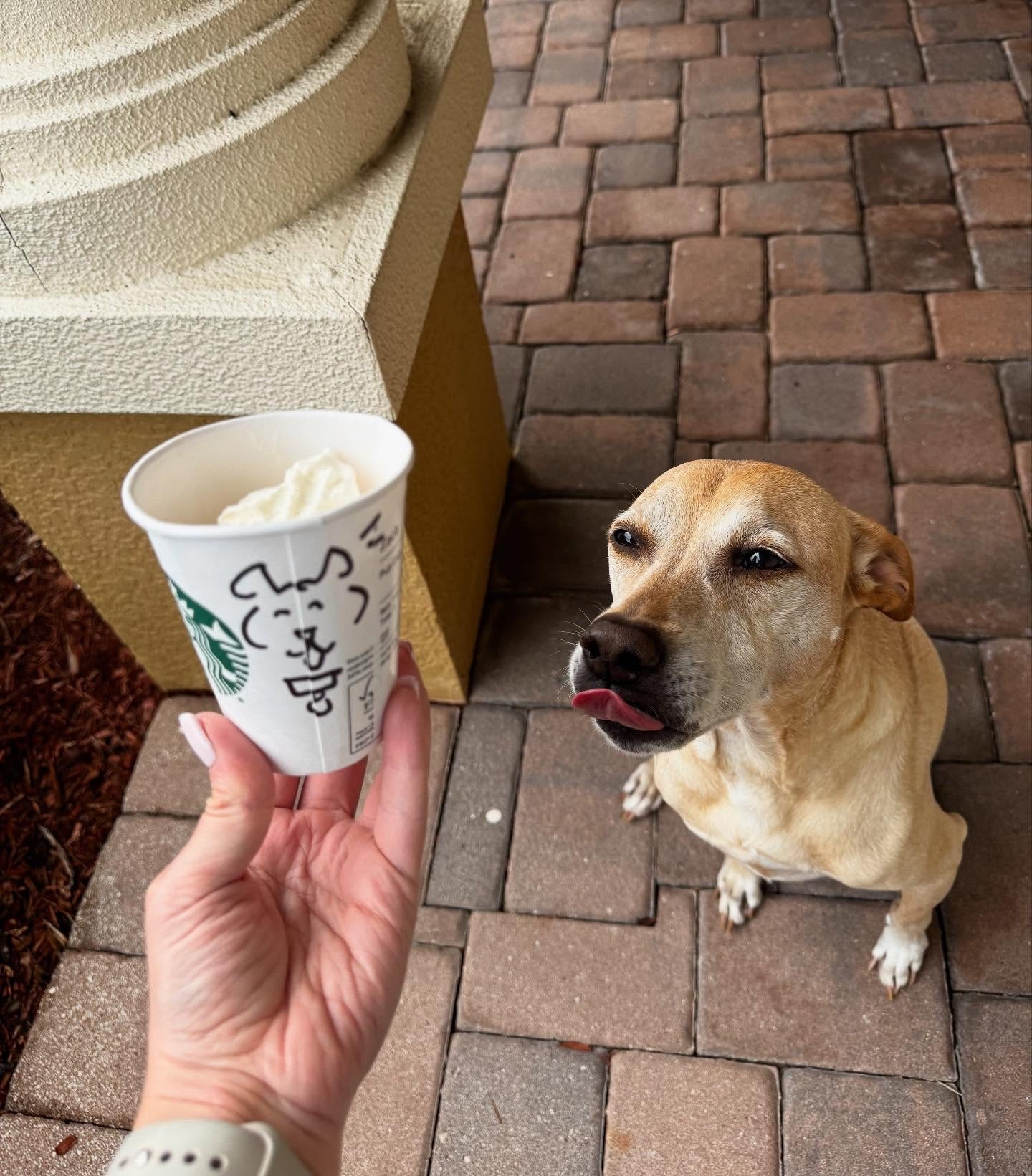 Sometimes all you need is a sweet treat to get you through the week 🐕💕✨ Happy Hump Day ✨
.
#sweettreat #starbucks #coffee #dog #dogsofinsta #humpday #orlando #florida #love #positivevibes #babydog #dogsofinstagram
