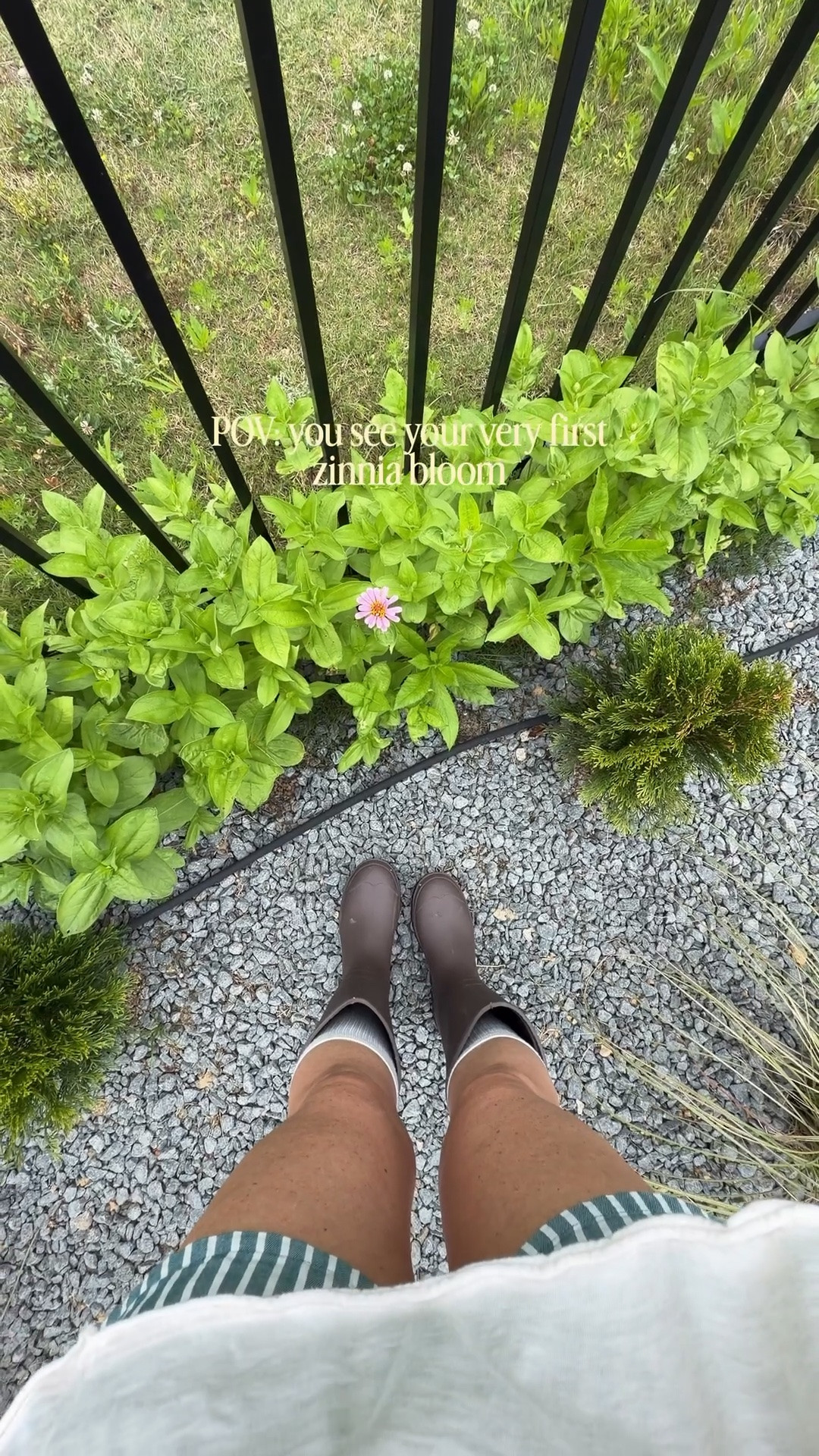 My one little zinnia flower has bloomed in the garden! So cute! 

Summer outfit garden dress garden outfit outdoor activities summer time party flower party flower garden zinnia garden cut flower garden

#LTKdayinmylife