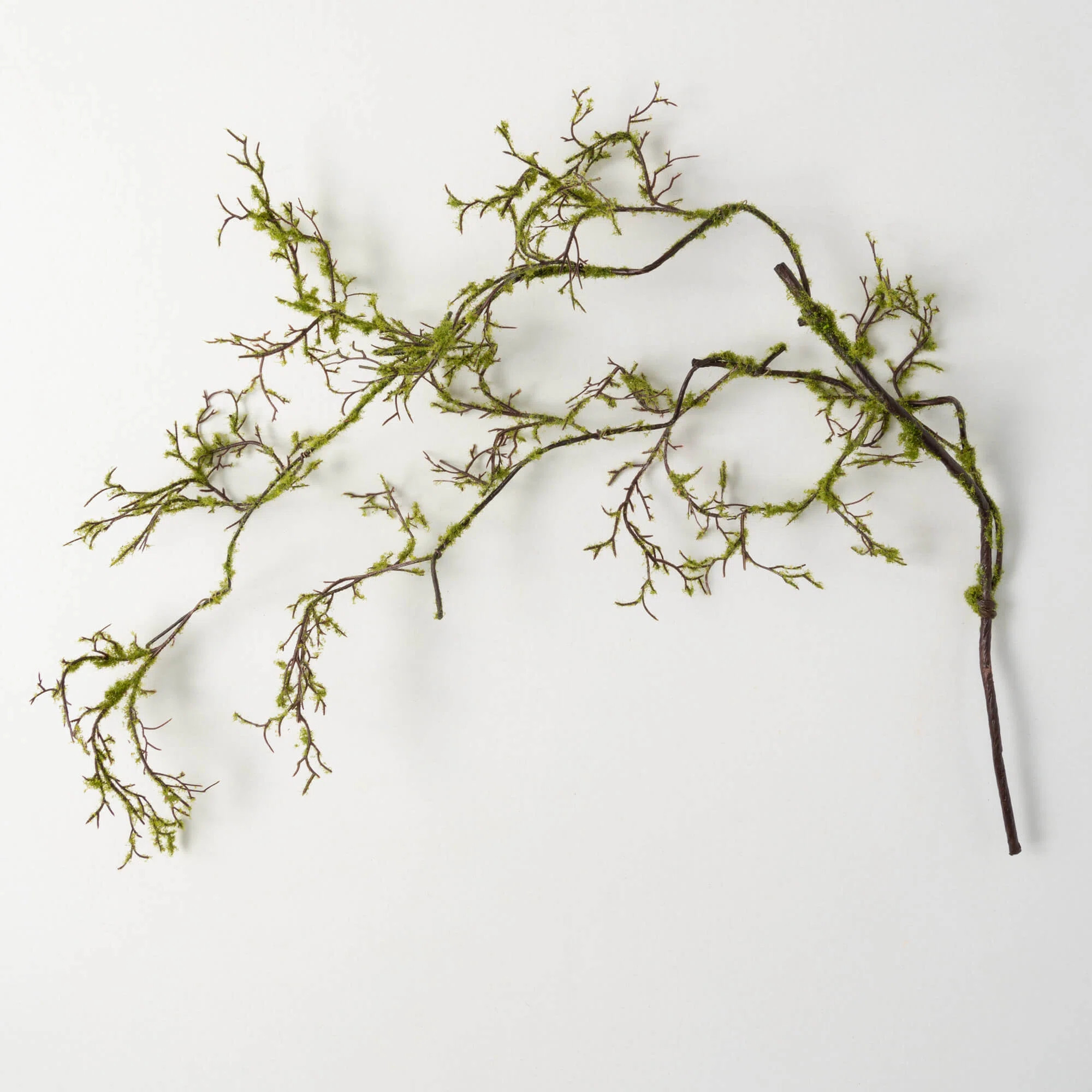 Freeport Park® Moss Arrangement | Wayfair | Wayfair North America