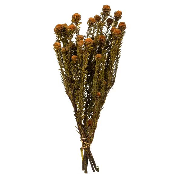 Vickerman all Natural Tortum Bundle, Female, Preserved | Target