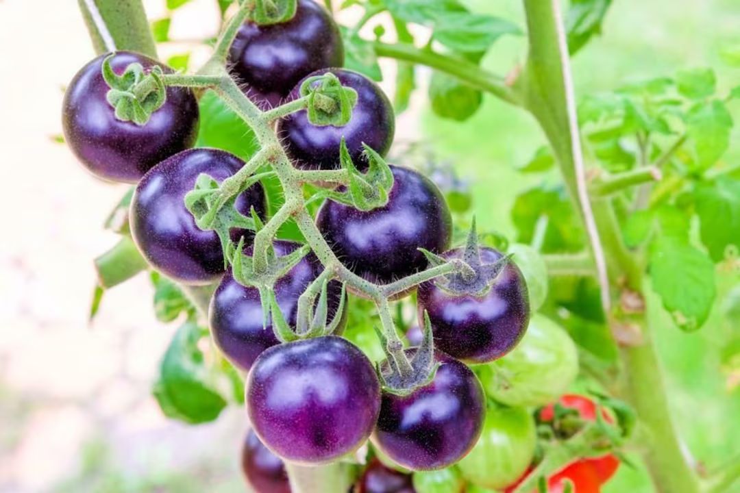 Bosque Blue Tomato Seeds | Organic | Etsy (US)