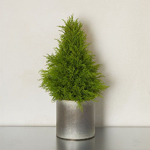 Lemon Cypress Cone Topiary, Ribbed Metal Pot | Terrain