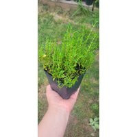 German Thyme Herb, Live Plant in A 4"" Pot | Etsy (US)