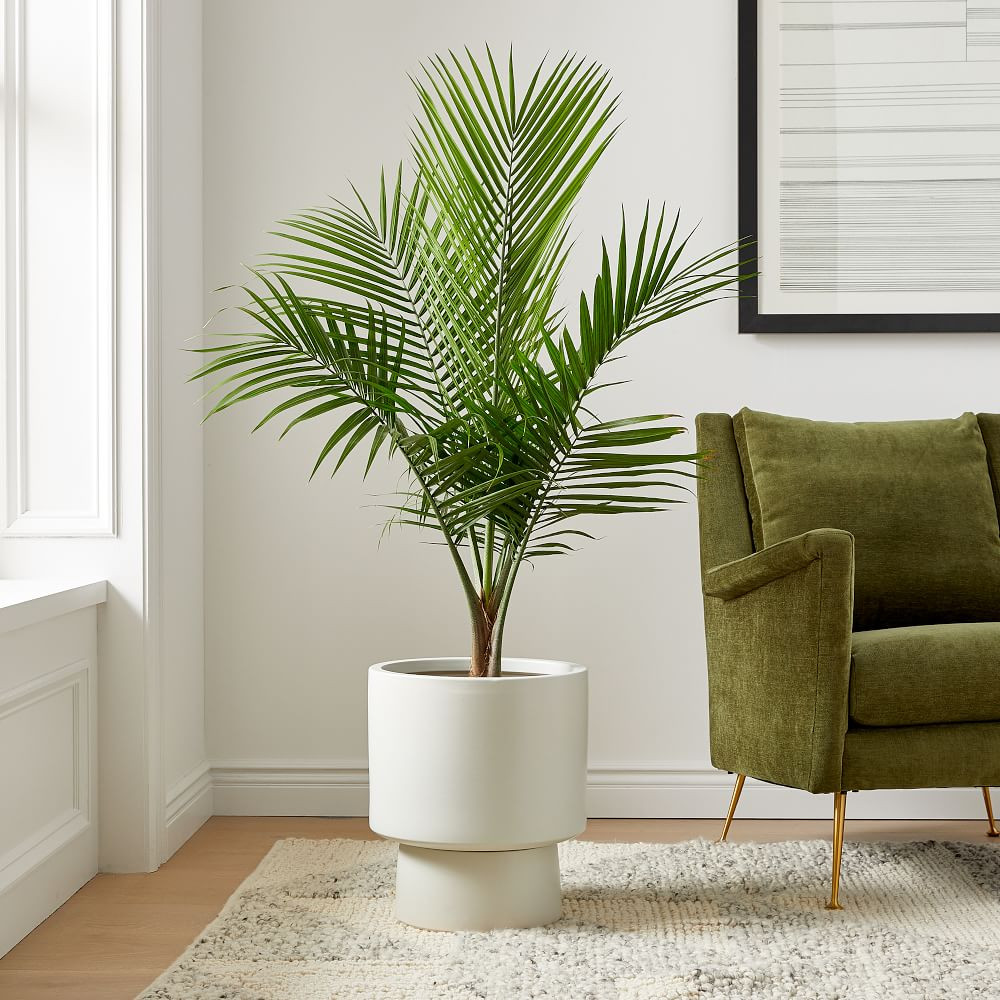 Live Majesty Palm Plant w/ Grow Pot | West Elm (US)