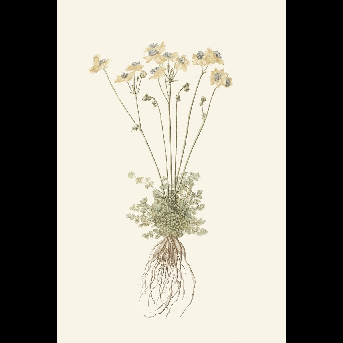 HONEYSUCKLE II | Juniper Print Shop