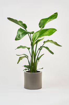 Kentia Palm | H&M (UK, MY, IN, SG, PH, TW, HK)