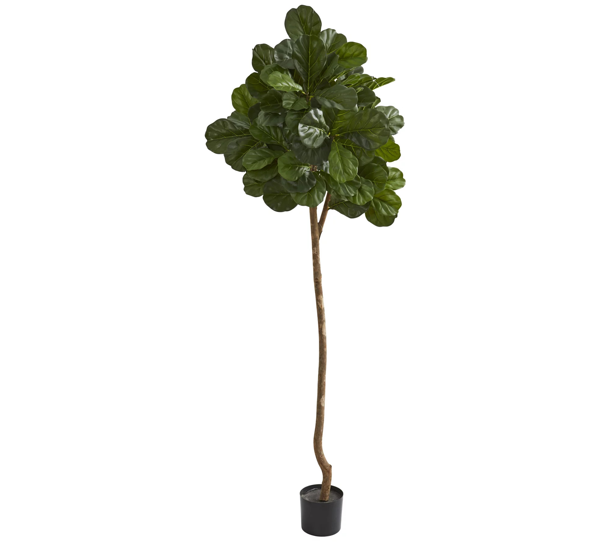7' Fiddle Leaf Fig Artificial Tree by Nearly Natural | QVC