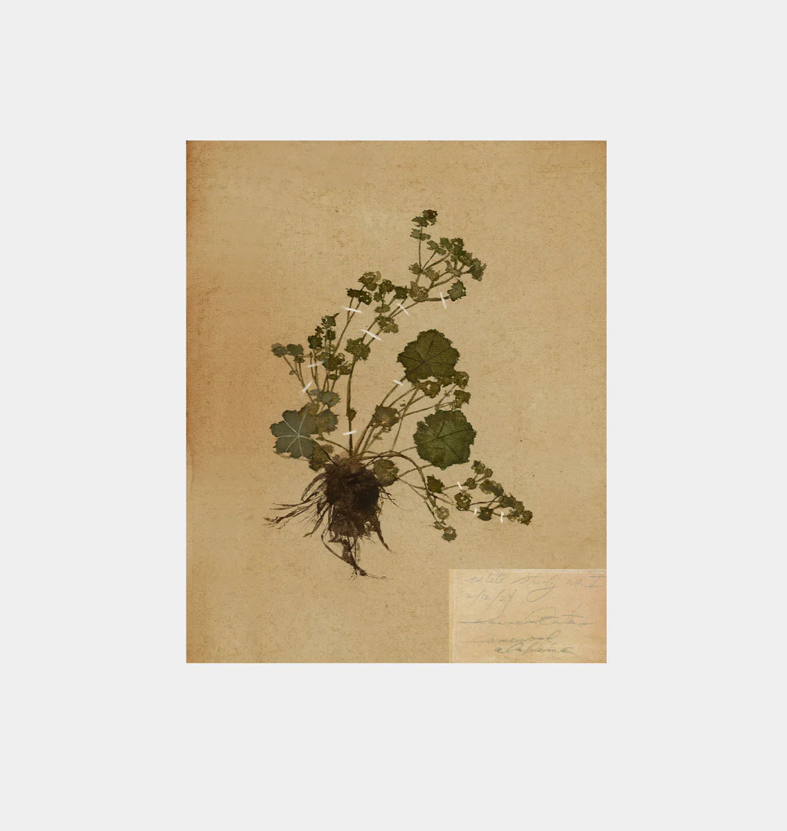 Petite Study No. I Unframed Print | Amber Interiors