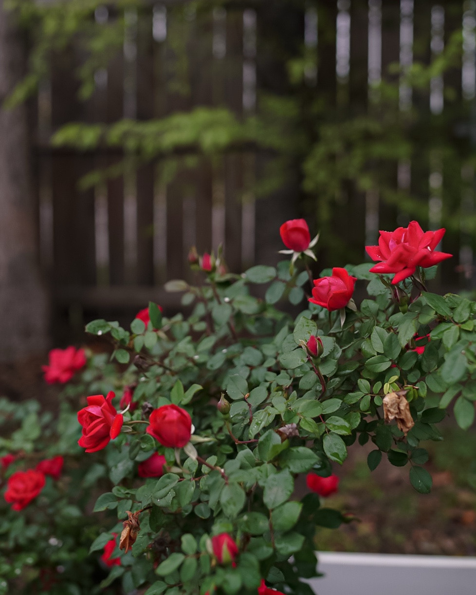 my week in closeups✨

1. Knockout roses have knocked me outtttt! I want to plant more.
2. Found the cutest pillow cover for under $20 that is giving me so much direction for our room.
3. Found the cutest spring art for my kitchen wall @marshalls - sometimes those little goodies you find can make you so happy. 
4. pillow covers having a moment in the light and it was something to behold. 
5. New target clothes that feel so me. Gingham shorts that I had to have.


Trying to document more of the everyday stuff. My NY resolution was to take more pictures so here’s me trying. 
