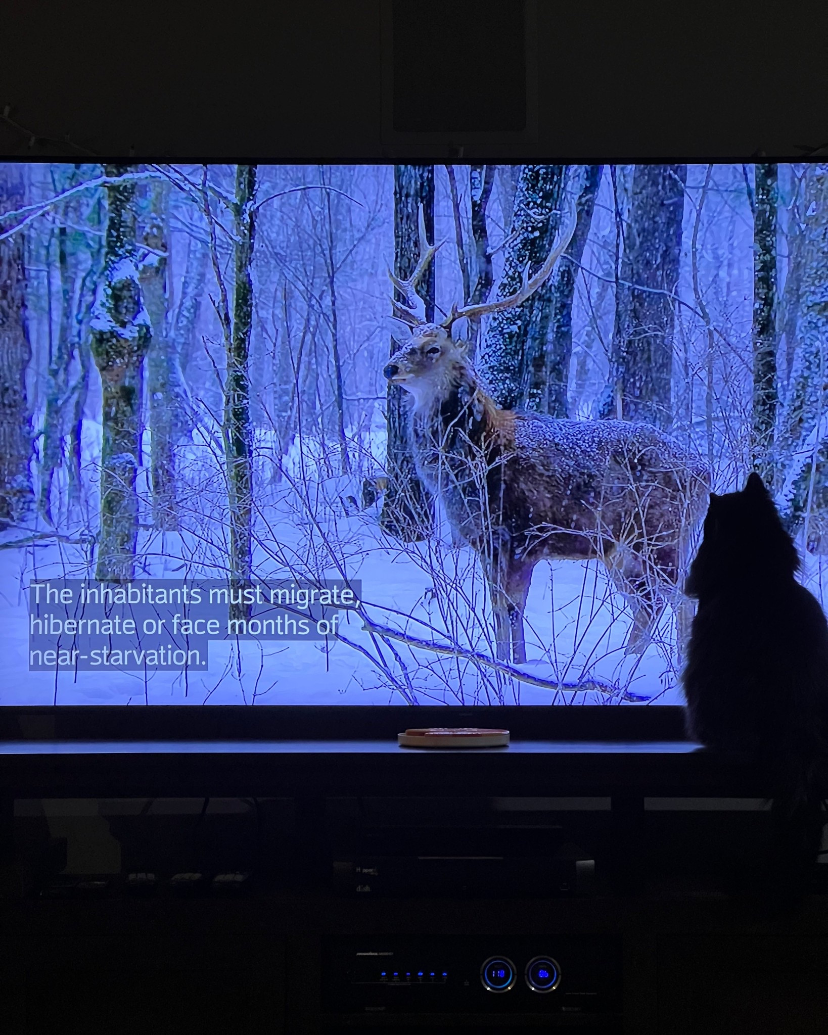 My cat is obsessed with planet earth. 🌍 

Also, that’s his most hated toy next to him - aka my favorite toy of his right there! Jack is a very curious, smart, and food oriented guy (so ADHD lol) so this toy will stimulate him for a solid 3 - 10 mins depending on the day 🤣

#LTKCyberWeek #LTKdayinmylife #LTKGiftGuide