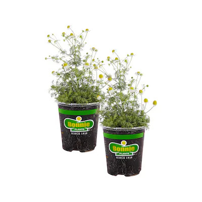 Bonnie Plants 2.0 -Pack Chamomile Plant in Pot | Lowe's