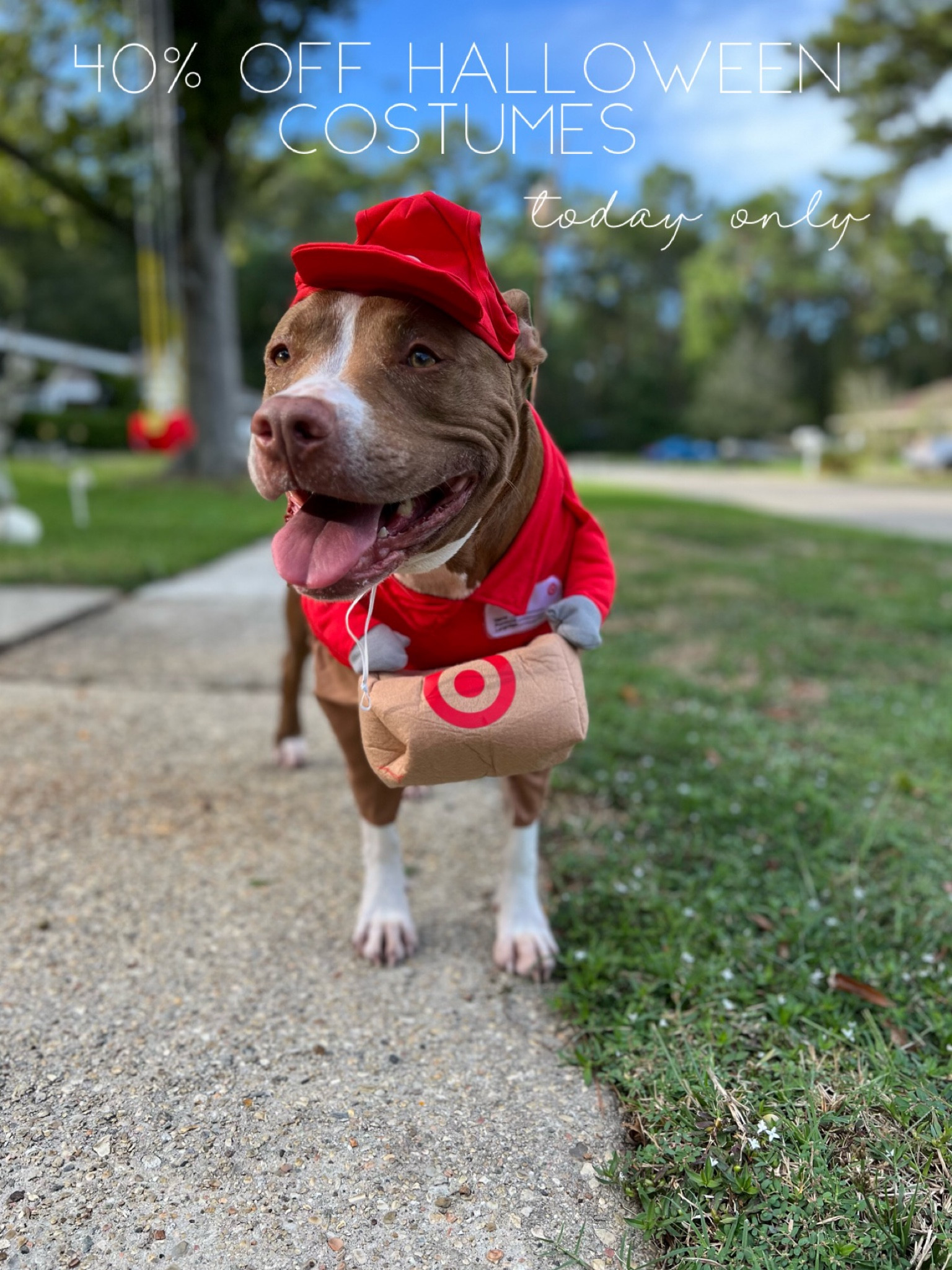 Staffy shop halloween costumes